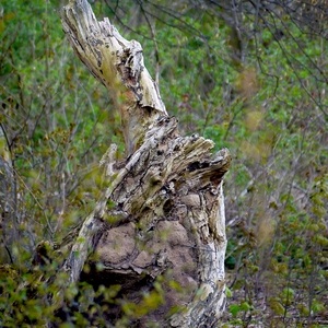 Sculpture de tronc d'arbre mort  - Belgique  - collection de photos clin d'oeil, catégorie paysages